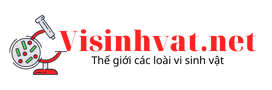 logo-visinhvat-net