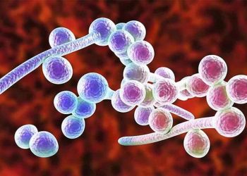 Nấm Candida là một phần trong hệ thống vi sinh của con người