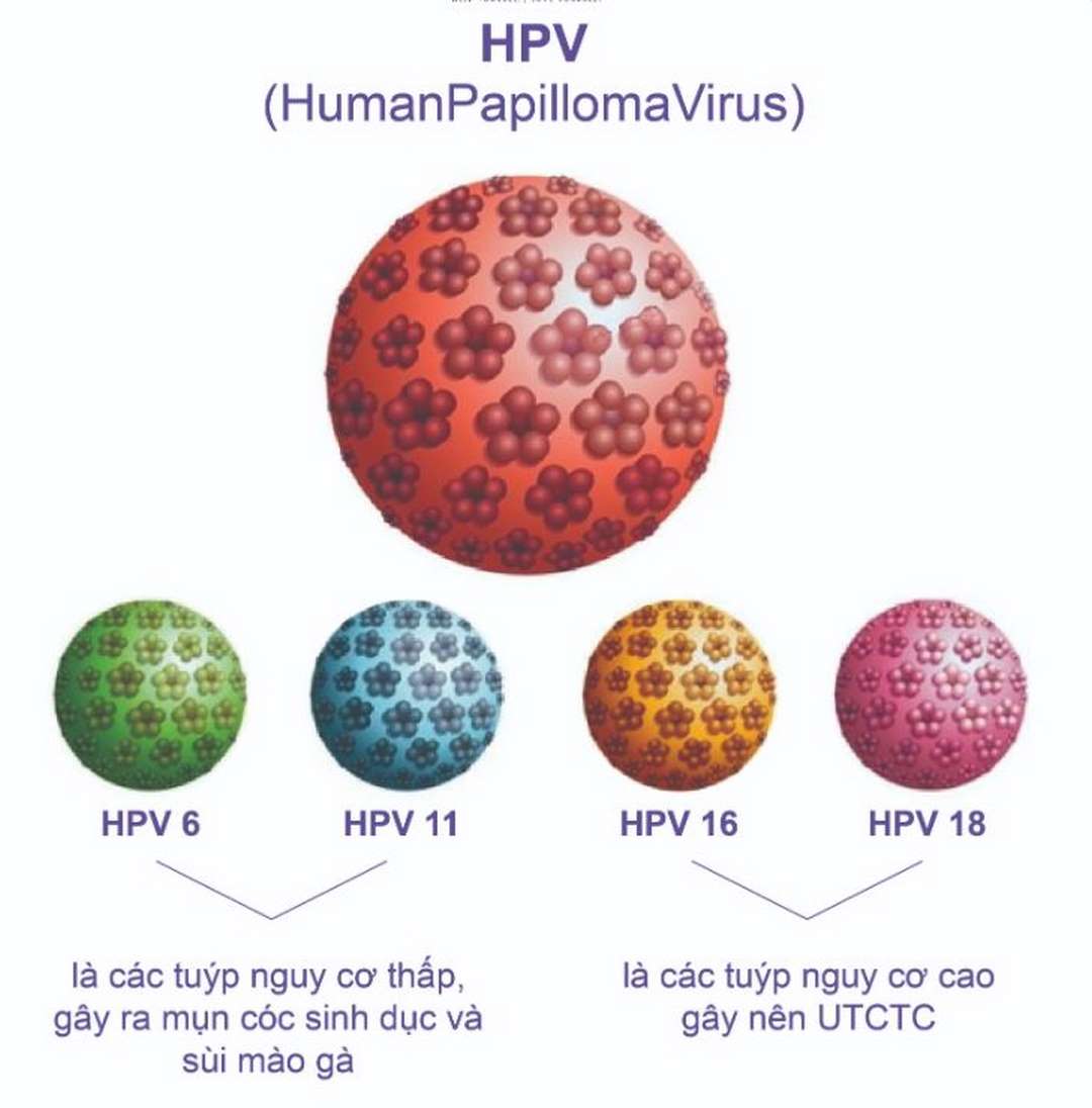 Các chủng virus HPV phổ biến và thường gặp hiện nay