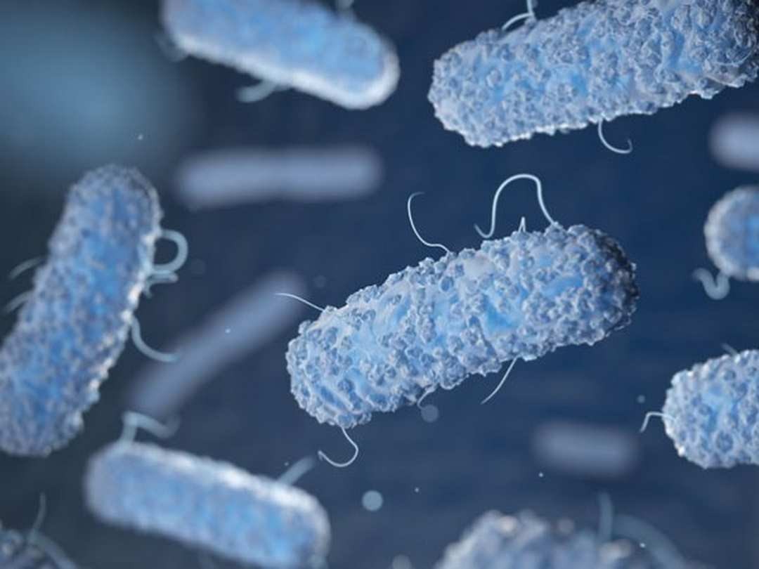 Vi khuẩn salmonella - lý do bị nhiễm trùng đường ruột