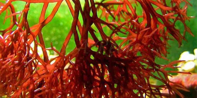 Cách chọn tảo đỏ ngon nhất 