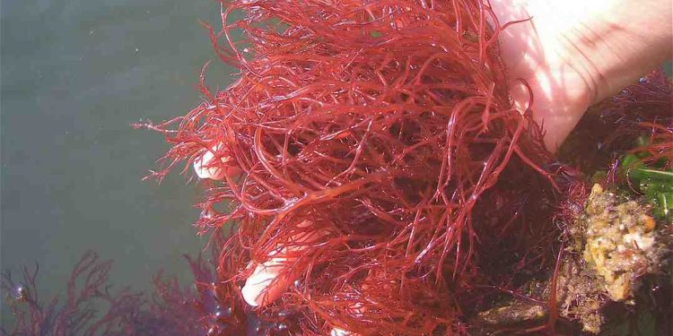 Cách lựa chọn giống tảo đỏ phù hợp