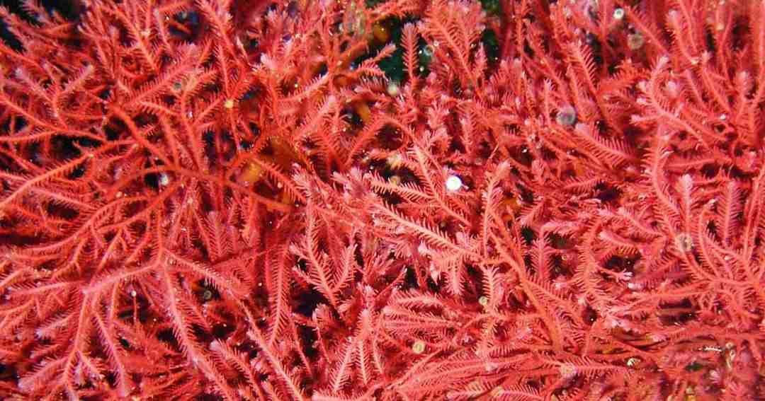 kiểm soát các yếu tố ảnh hưởng đến sự phát triển của tảo đỏ