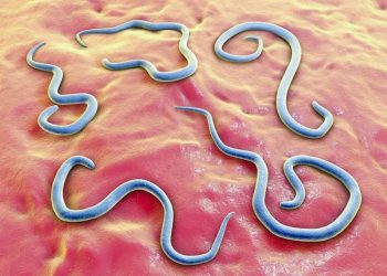 Giun đũa tưởng chừng như vô hại nhưng không