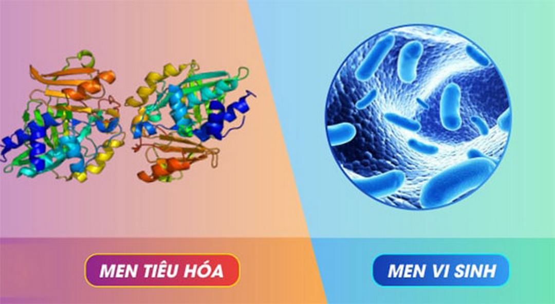 Phân biệt men vi sinh và men tiêu hoá