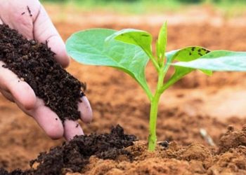 Phân vi sinh vật cố định đạm giúp tăng năng suất cây trồng