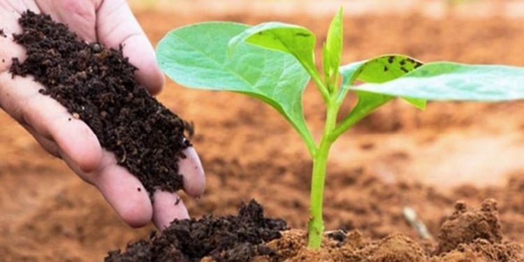 Phân vi sinh vật cố định đạm giúp tăng năng suất cây trồng