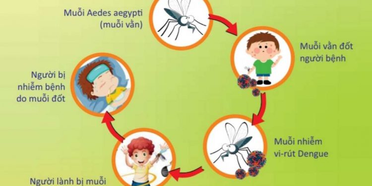 Sốt xuất huyết là một loại bệnh truyền nhiễm bởi virus Dengue.
