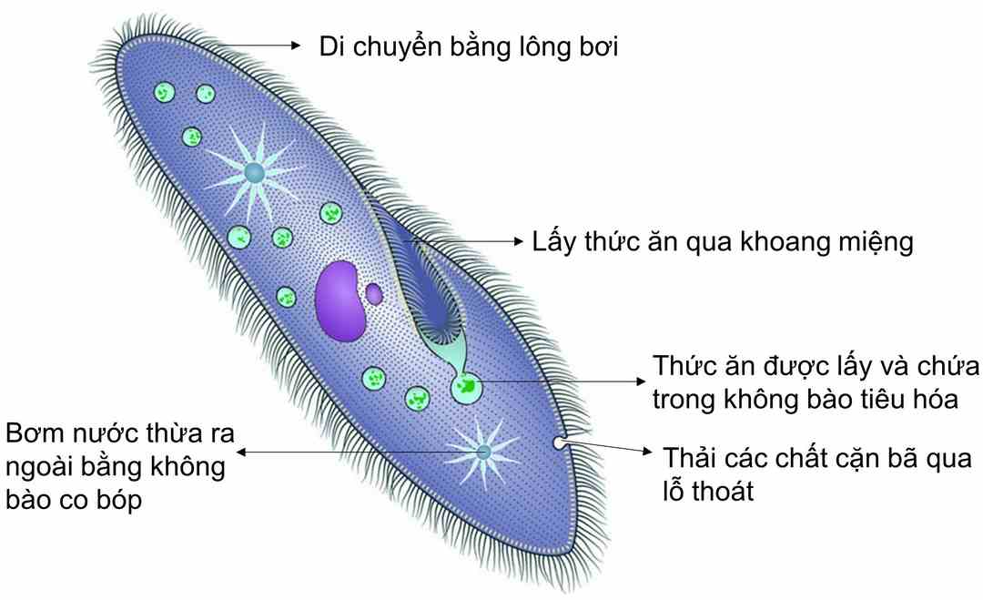 Tìm hiểu một vài thông tin về sinh vật đơn bào