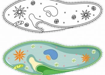 Trùng giày - Sinh vật đơn bào có khả năng sinh sản tiếp hợp