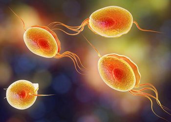 Trùng roi - Sinh vật gây nên bệnh nguy hiểm cho phụ nữ