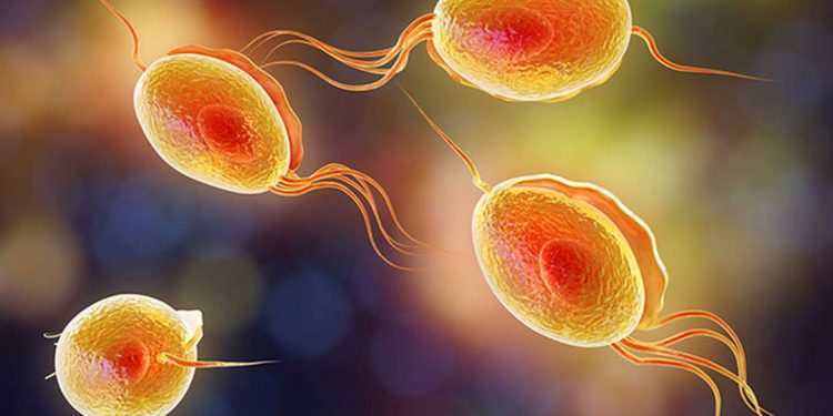 Trùng roi - Sinh vật gây nên bệnh nguy hiểm cho phụ nữ