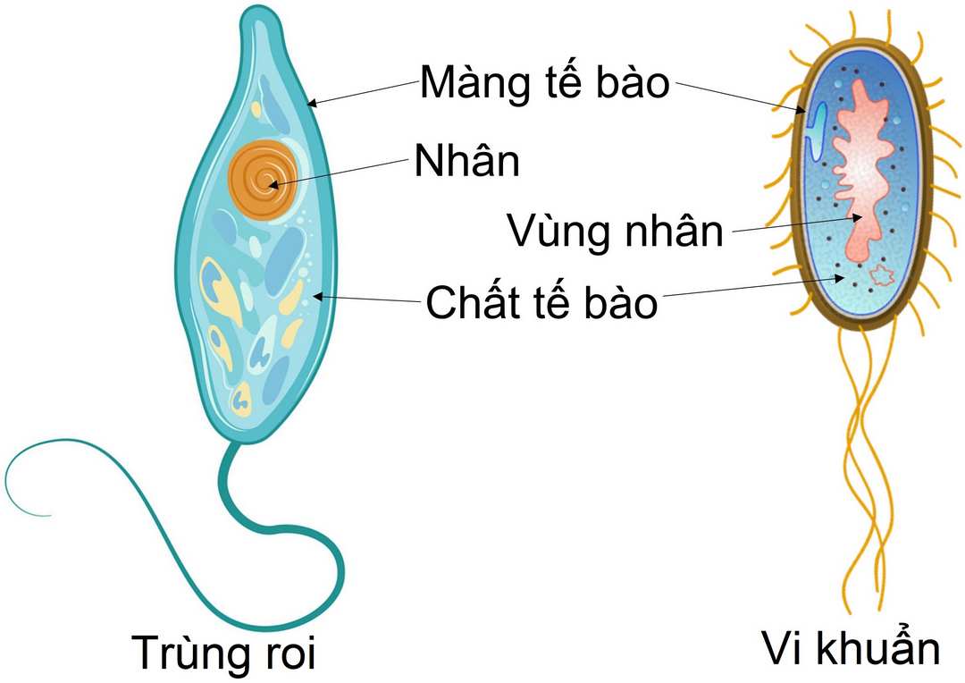 Con đường mà trùng có thể lây truyền qua