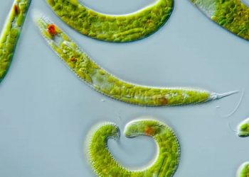 Trùng roi xanh - Cơ thể động vật đơn bào điển hình nhất