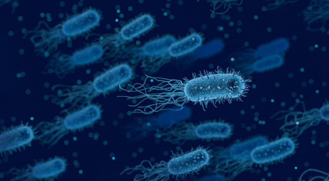 E. coli là vi khuẩn gram âm hay gram dương?