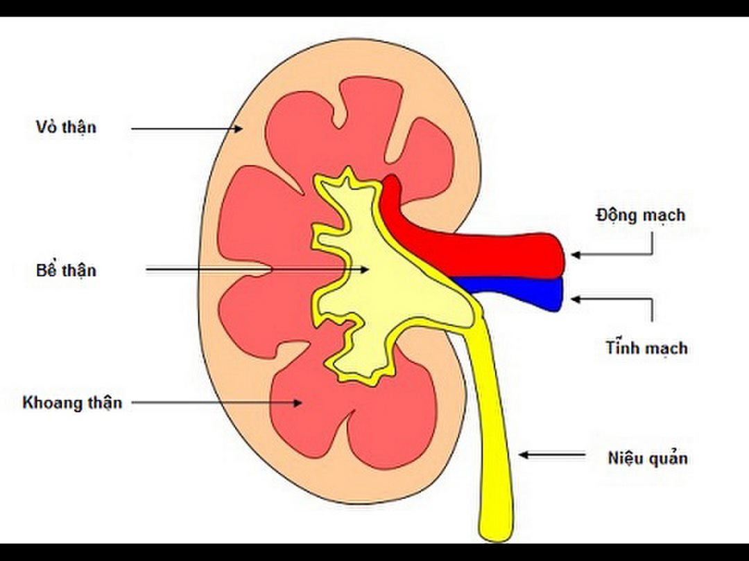 Biểu hiện của một vài triệu chứng cụ thể của viêm cầu thận