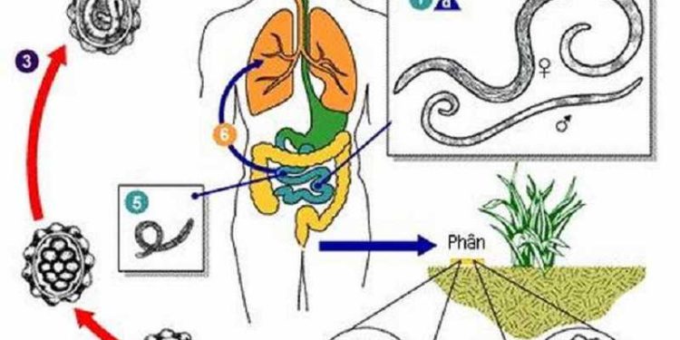 Vòng đời của giun đũa