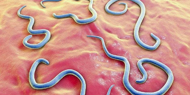 Bệnh giun đũa chó là do giun đũa Toxocara canis trên người con chó gây nên