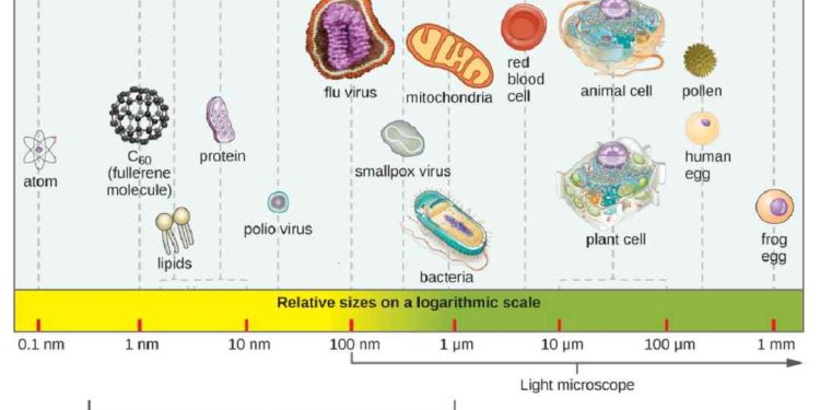 Tìm hiểu về vi sinh vật
