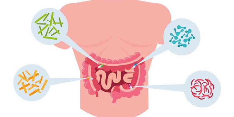 Lợi khuẩn có khả năng hỗ trợ cho hệ tiêu hóa con người bằng cách chuyển hóa chất dinh dưỡng thu được