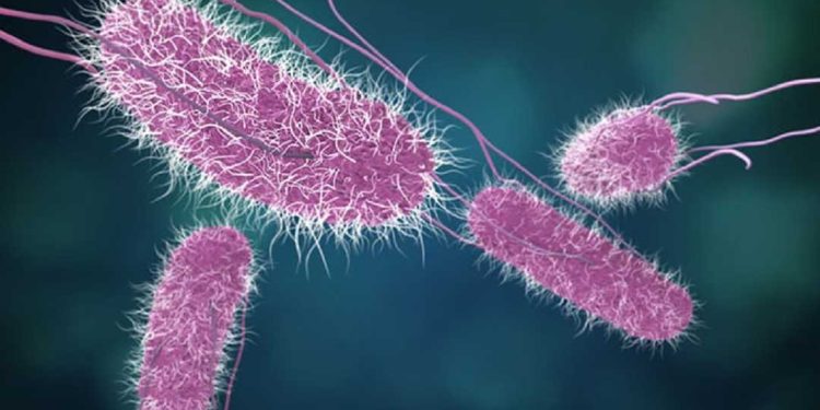 "Vi khuẩn ăn thịt người bắt nguồn từ đâu?" là câu hỏi mà nhiều người quan tâm