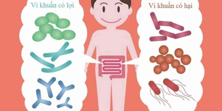 Hệ vi sinh vật ở đường tiêu hóa là gì?