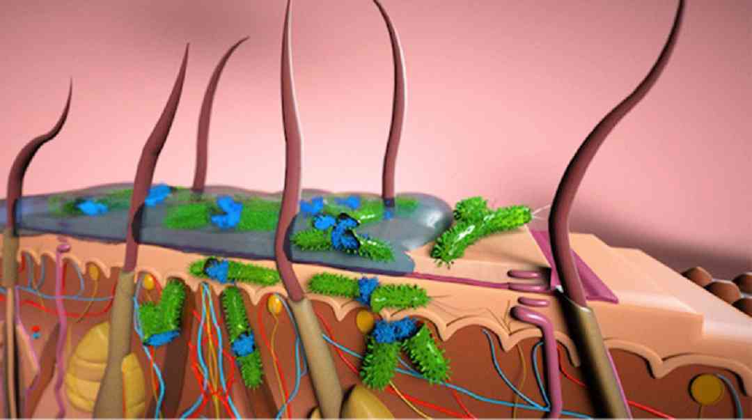 Các loại vi sinh vật trên da thường thấy