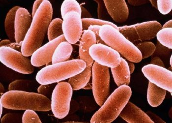 Vi trùng uốn ván là gì?