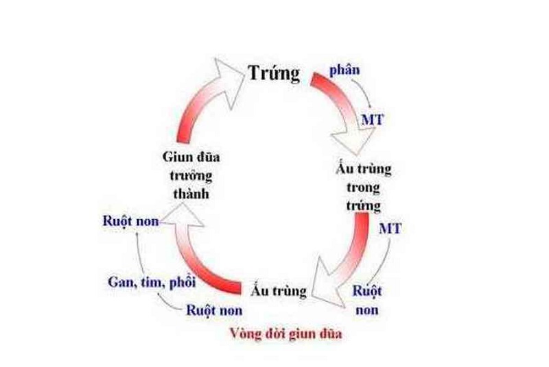 Vòng đời của giun đũa – Trưởng thành