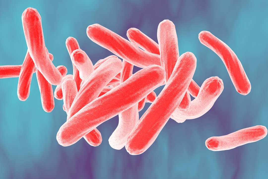 Tổng quan về Vi khuẩn Mycobacterium tuberculosis