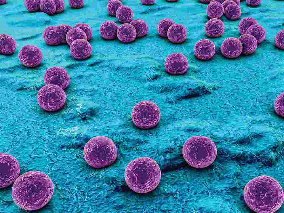 Cách Phòng Ngừa Vi Khuẩn Staphylococcus aureus