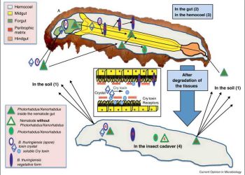 Cách điều chỉnh điều kiện nuôi cấy Chế phẩm vi khuẩn trừ sâu hiệu quả
