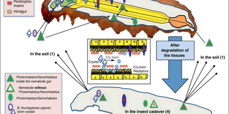 Cách điều chỉnh điều kiện nuôi cấy Chế phẩm vi khuẩn trừ sâu hiệu quả