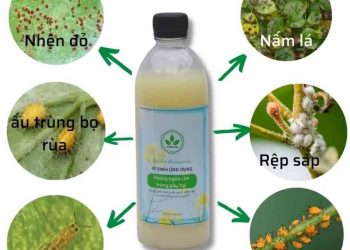 Tầm quan trọng của Chế phẩm vi khuẩn trừ sâu