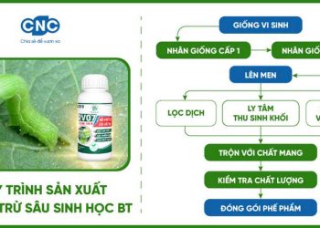 Các yếu tố quan trọng