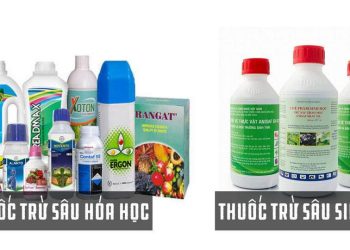 Tổng quan về Chế phẩm Vi Khuẩn Trừ Sâu: 