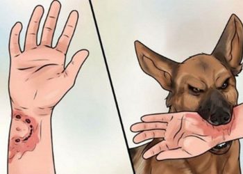 Không nên tiếp xúc với những chú chó lạ