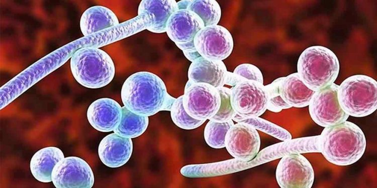 Nấm Candida là một phần trong hệ thống vi sinh của con người