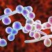 Nấm Candida là một phần trong hệ thống vi sinh của con người