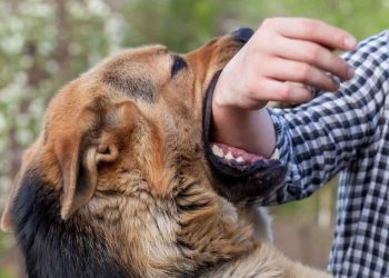 Những hiểu lầm về bệnh dại