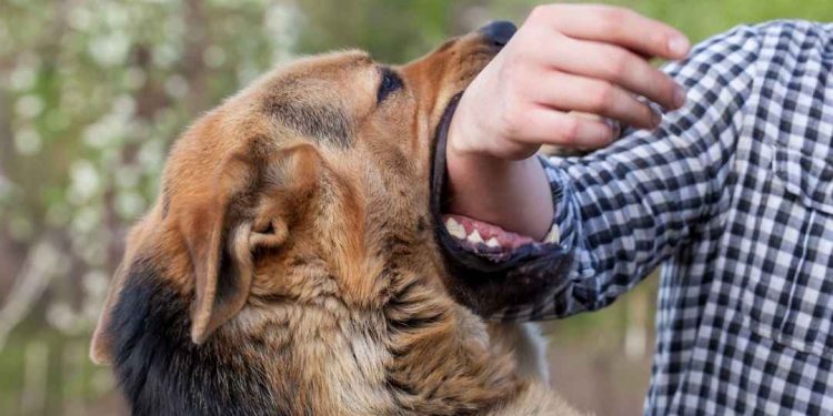 Những hiểu lầm về bệnh dại