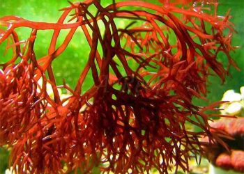 Cách chọn tảo đỏ ngon nhất 