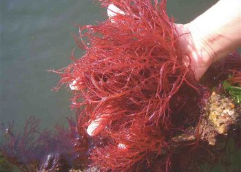 Cách lựa chọn giống tảo đỏ phù hợp