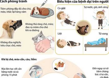 Làm thế nào để phòng tránh bệnh dại?