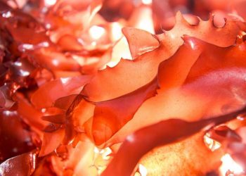 Nguồn Dinh Dưỡng Quý Báu cho Sức Khỏe