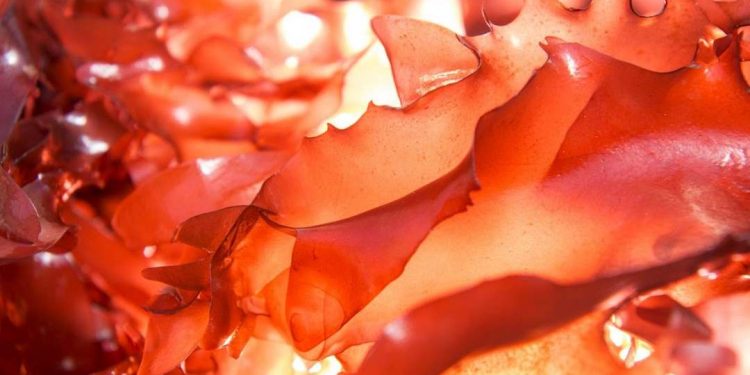 Nguồn Dinh Dưỡng Quý Báu cho Sức Khỏe