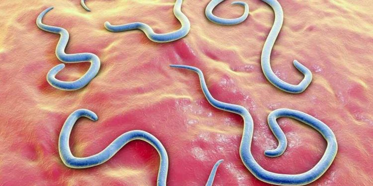 Giun đũa tưởng chừng như vô hại nhưng không