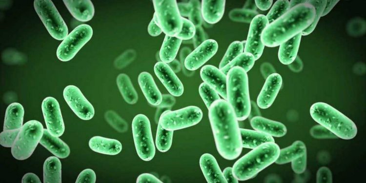 Chế phẩm vi sinh vật có lợi cho đường tiêu hóa