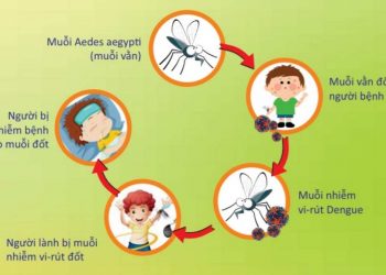 Sốt xuất huyết là một loại bệnh truyền nhiễm bởi virus Dengue.
