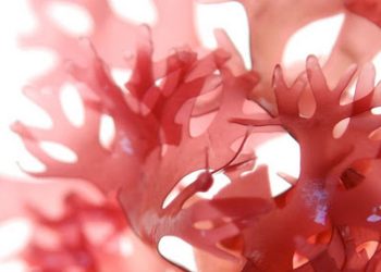 Tảo đỏ hình thành tạo nên sự phát triển mới của họ nhà rong